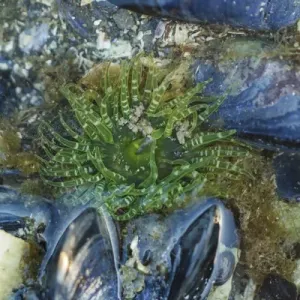 USA, Alaska. A green moon glow anemone and blue mussels in a tidepool USA, Alaska. A green moon glow anemone and blue mussels in a tidepool