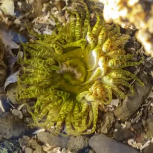 USA, Alaska Print: Green and Yellow Moon Glow Anemone in a Tidepool USA, Alaska Print: Green and Yellow Moon Glow Anemone in a Tidepool