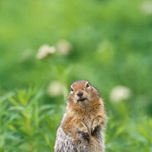 USA, Alaska, Hatcher Pass. Wild arctic ground squirrel sitting on rock