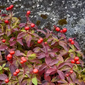 USA, Alaska, Hatchers Pass, Bunch Berry (Cornus Canadensis) USA, Alaska, Hatchers Pass, Bunch Berry (Cornus Canadensis)