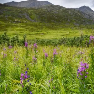 USA, Alaska, Hatchers Pass, fireweed in bloom USA, Alaska, Hatchers Pass, fireweed in bloom