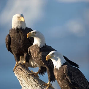 USA, Alaska, Homer, Bald Eagles (Haliaeetus leucocephalus) roost on driftwood perch