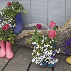 USA, Alaska, Homer. Colorful rubber boots used as flower pots