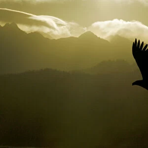 USA, Alaska, Homer. Silhouette of bald eagle flying against mountains and sky. Credit as