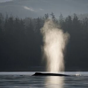 USA, Alaska, Humpback Whale (Megaptera novaengliae) sends up spout of spray while