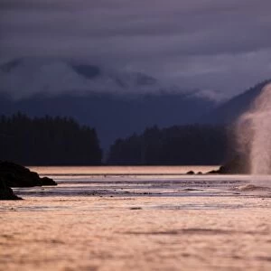 USA, Alaska, Humpback Whale (Megaptera novaengliae) sends up spout of spray while