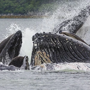 USA, Alaska. Humpback whales bubble net feeding
