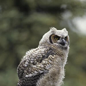 USA, Alaska, Juvenile Great Horned Owl