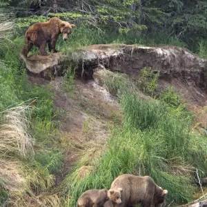 USA, Alaska, Katmai. Grizzly sow and first year cubs on riverbank USA, Alaska, Katmai. Grizzly sow and first year cubs on riverbank