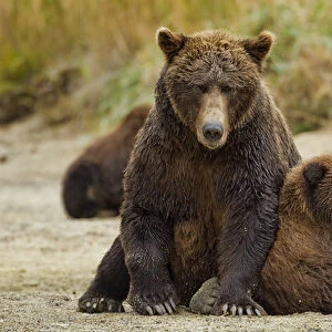 USA, Alaska, Katmai National Park, Grizzly Bear (Ursus arctos) sow and cubs resting