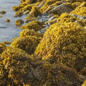 USA, Alaska. Kelp covers rocks along the shore at low tide USA, Alaska. Kelp covers rocks along the shore at low tide