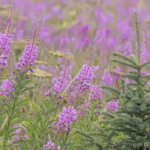 Valdez Spruce Sapling and Fireweed Flowers Print Valdez Spruce Sapling and Fireweed Flowers Print