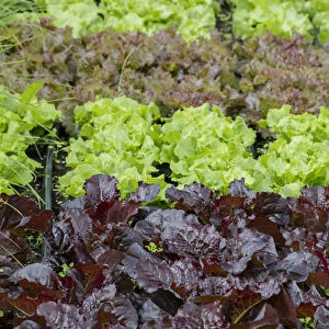 USA, Alaska. Lettuce in organic vegetable garden