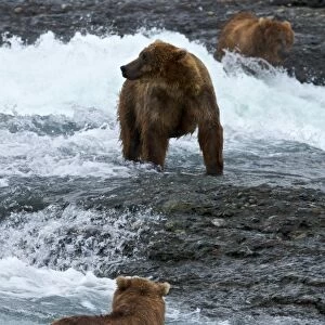 USA, Alaska, McNeil River. Grizzly or brown bear