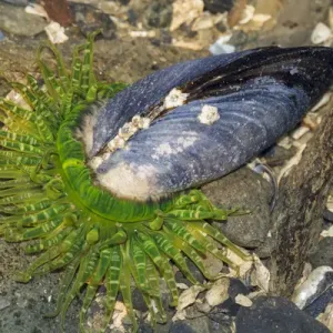 USA, Alaska. A moon glow anemone attempts to eat a blue muscle USA, Alaska. A moon glow anemone attempts to eat a blue muscle