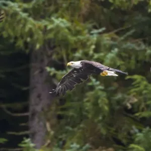 USA, Alaska. Multiple exposure of Bald Eagle feeding on the Chilkoot River near Haines USA, Alaska. Multiple exposure of Bald Eagle feeding on the Chilkoot River near Haines