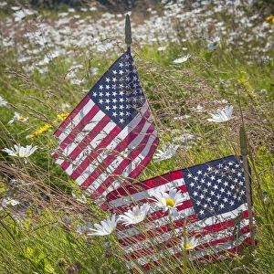 USA, Alaska, Ninilchik. US flags in American Legion Cemetery