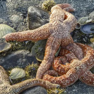 Alaska Beach Print: Orange Mottled Sea Stars and Green Sea Urchins Alaska Beach Print: Orange Mottled Sea Stars and Green Sea Urchins