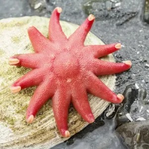 USA, Alaska. A red sun star on a clam shell at low tide USA, Alaska. A red sun star on a clam shell at low tide