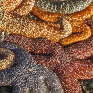 USA, Alaska. Sea stars in a variety of colors on the beach at low tide USA, Alaska. Sea stars in a variety of colors on the beach at low tide