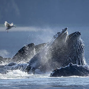 USA, Alaska, Seagull hovers above Humpback Whales (Megaptera novaeangliae
