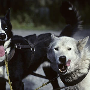 USA, Alaska, Sled Dogs, Dog Sledding, Denali National Park