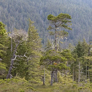 USA, Alaska, Starrigavan Valley. Forest landscape. Credit as