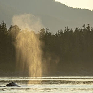USA, Alaska, Sunlit mist hangs in air above spouting Humpback Whales