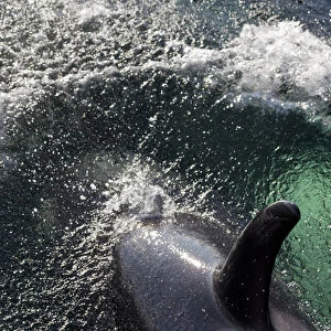 USA, Alaska, Tenakee Springs. Orca or killer whale diving on ocean surface. Credit as