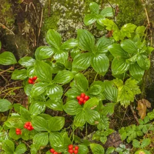 Tongass National Forest Anan Creek Print Tongass National Forest Anan Creek Print