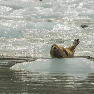 USA, Alaska, Tongass National Forest, Endicott Arm. Harbor seal on iceberg. Credit as