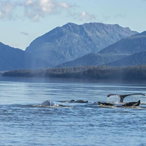 USA, Alaska, Tongass National Forest. Humpback whales surfacing & diving. Credit as