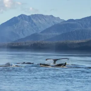 Tongass National Forest Print: Humpback Whales in Alaska Tongass National Forest Print: Humpback Whales in Alaska