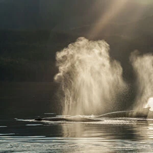 USA, Alaska, Tongass National Forest. Humpback whales spout on surface. Credit as