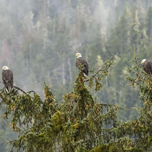 USA, Alaska, Tongass National Forest. Bald eagles in tree