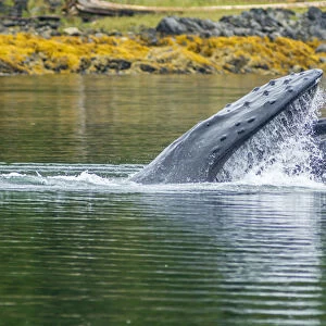 USA, Alaska, Tongass National Forest. Humpback whale lunge feeds