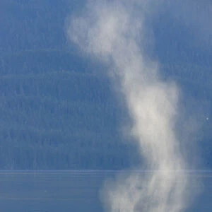USA, Alaska, Tongass National Forest. Humpback whale dives after spouting on surface