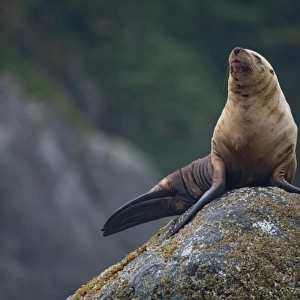 USA, Alaska, Tongass National Forest, Steller sea lion (Eumetopias jubatus) resting