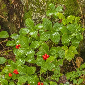 USA, Alaska, Tongass National Forest, Anan Creek. Berries on plants at tree base