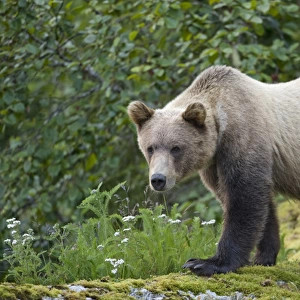 USA, Alaska, Tracy Arm - Fords Terror Wilderness, Brown (Grizzly) Bear yearling cub
