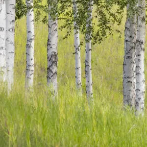 Alaska Landscape Print Alaska Landscape Print