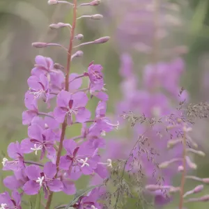 Alaska Valdez Fireweed Print Alaska Valdez Fireweed Print