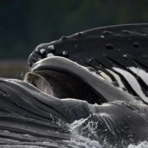 USA, Alaska, Detail of Ventral Pleats in throat of Humpback Whale (Megaptera novaengliae)