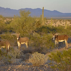 USA, Arizona, Alamo Lake State Park, Wild burros in the desert