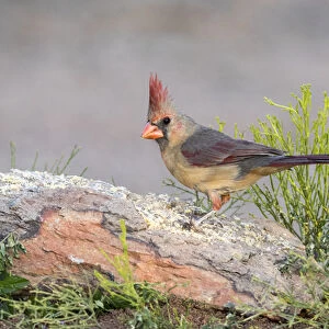 USA, Arizona, Amado. Female cardinal perched on rock