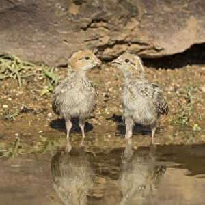 USA, Arizona, Amado. Two Gambels quail chicks drinking at the waters edge