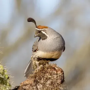 USA, Arizona, Amado. Male Gambels quail close-up USA, Arizona, Amado. Male Gambels quail close-up