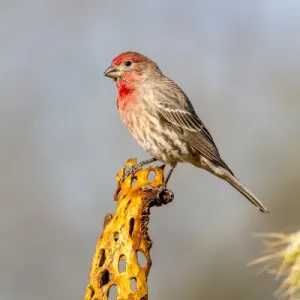 USA, Arizona, Amado. Male house finch on perch USA, Arizona, Amado. Male house finch on perch