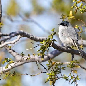 USA, Arizona, Buckeye. Blue-gray gnatcatcher perched on branch