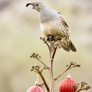 USA, Arizona, Buckeye. Gambels quail atop a decorated agave stalk at Christmas time USA, Arizona, Buckeye. Gambels quail atop a decorated agave stalk at Christmas time